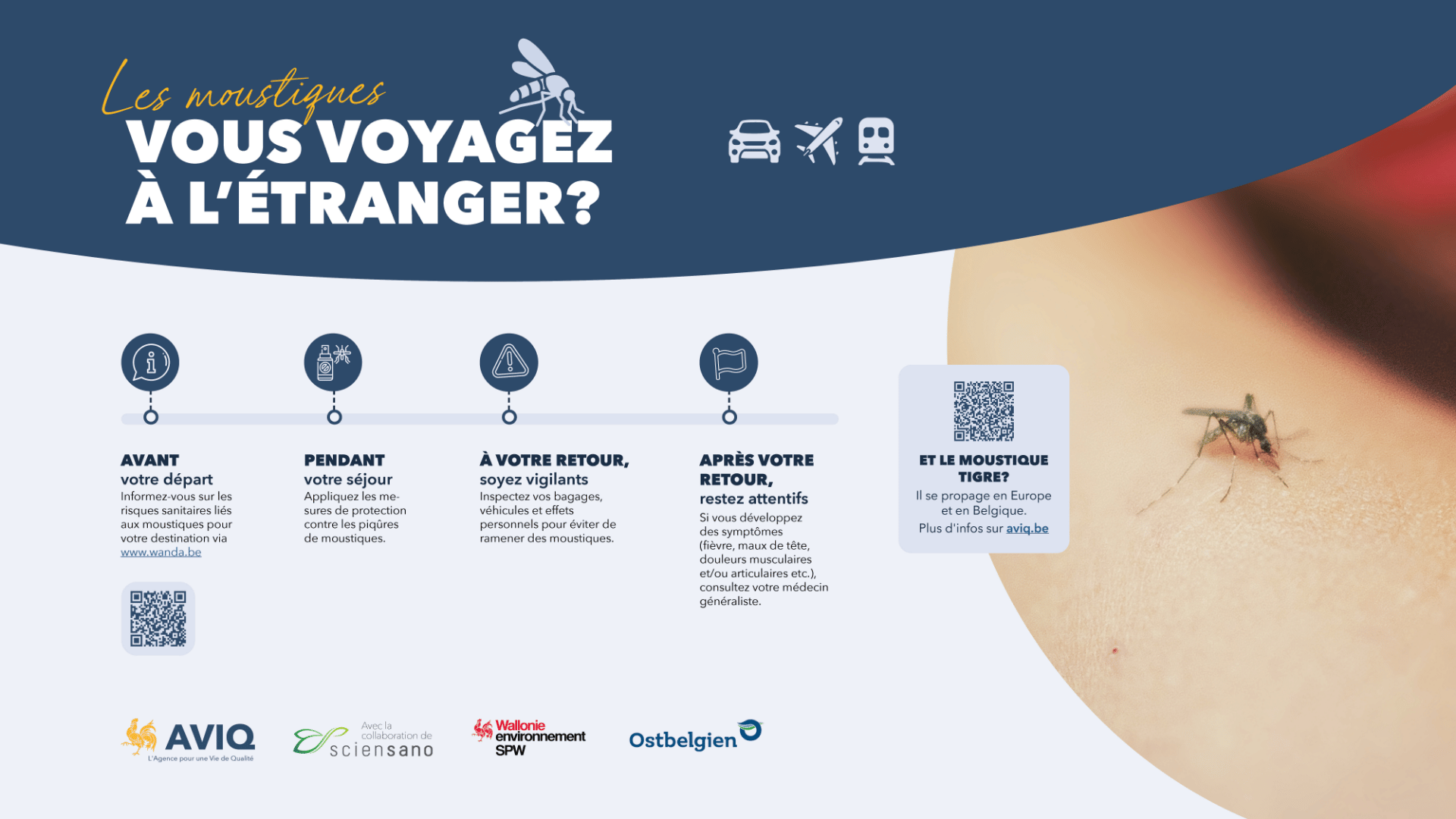 Image AVIQ moustiques
